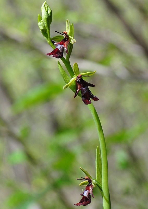 <i>Ophrys insectifera</i> L.