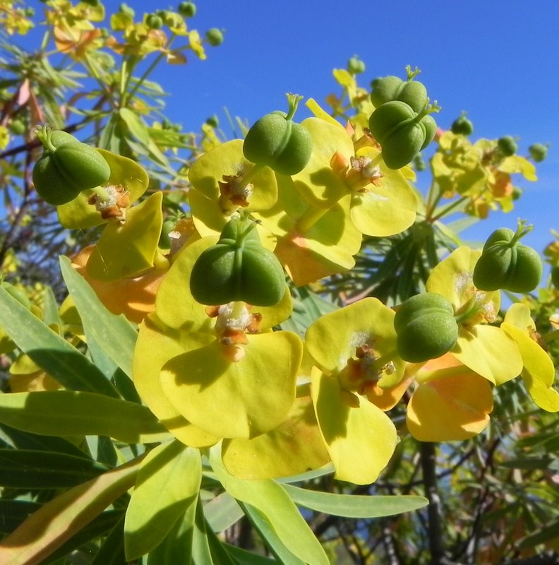 <i>Euphorbia dendroides</i> L.