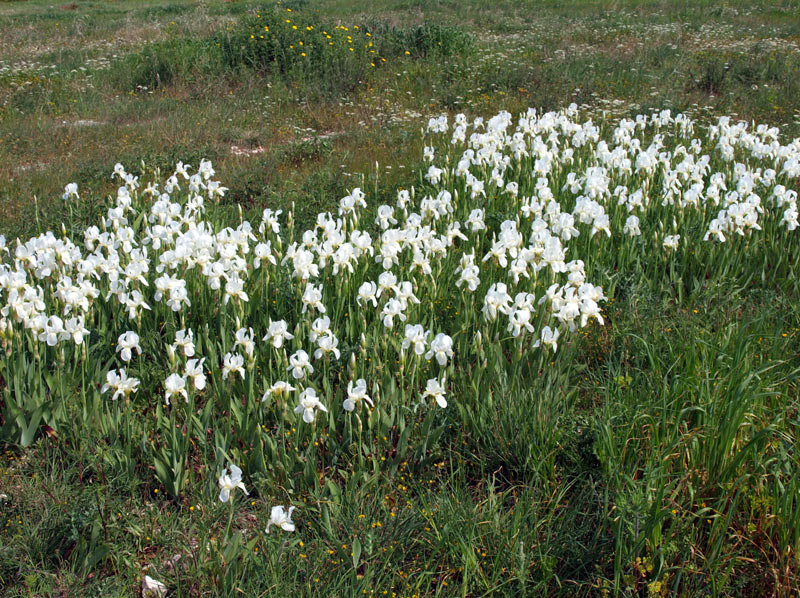 <i>Iris germanica</i> L.