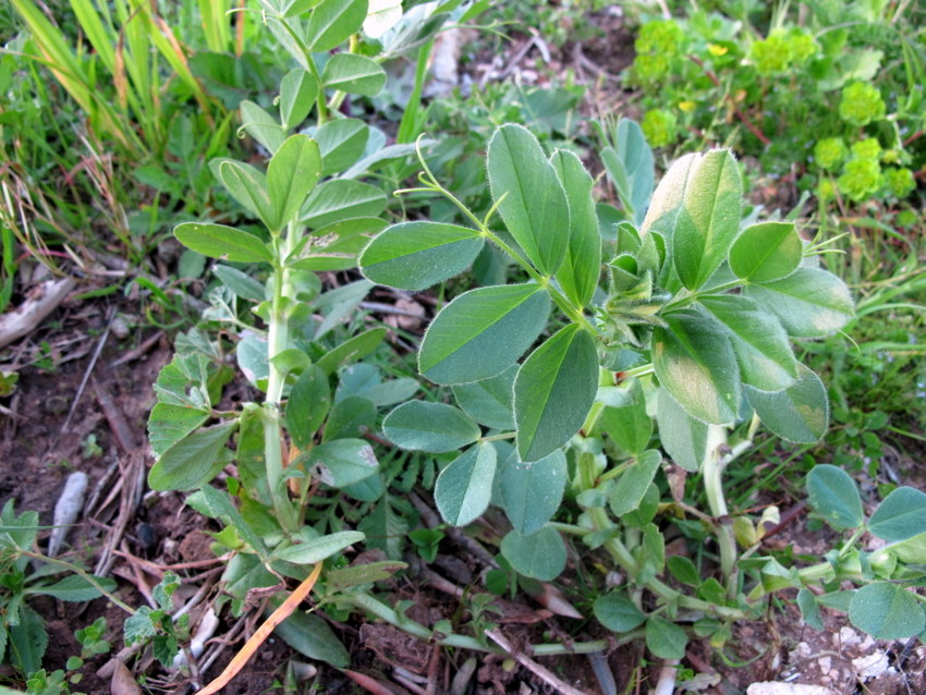 <i>Vicia narbonensis</i> L.