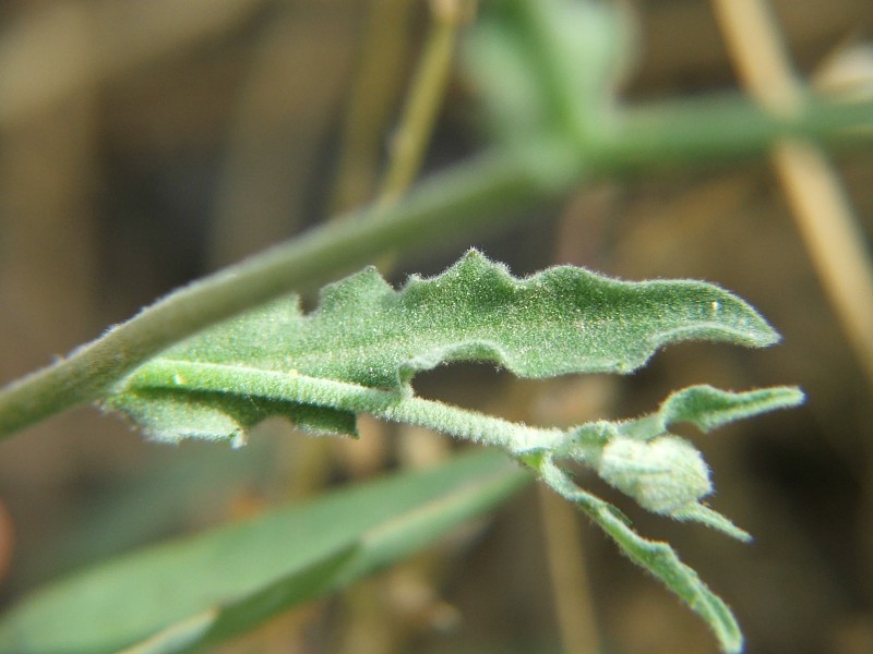<i>Andryala integrifolia</i> L.