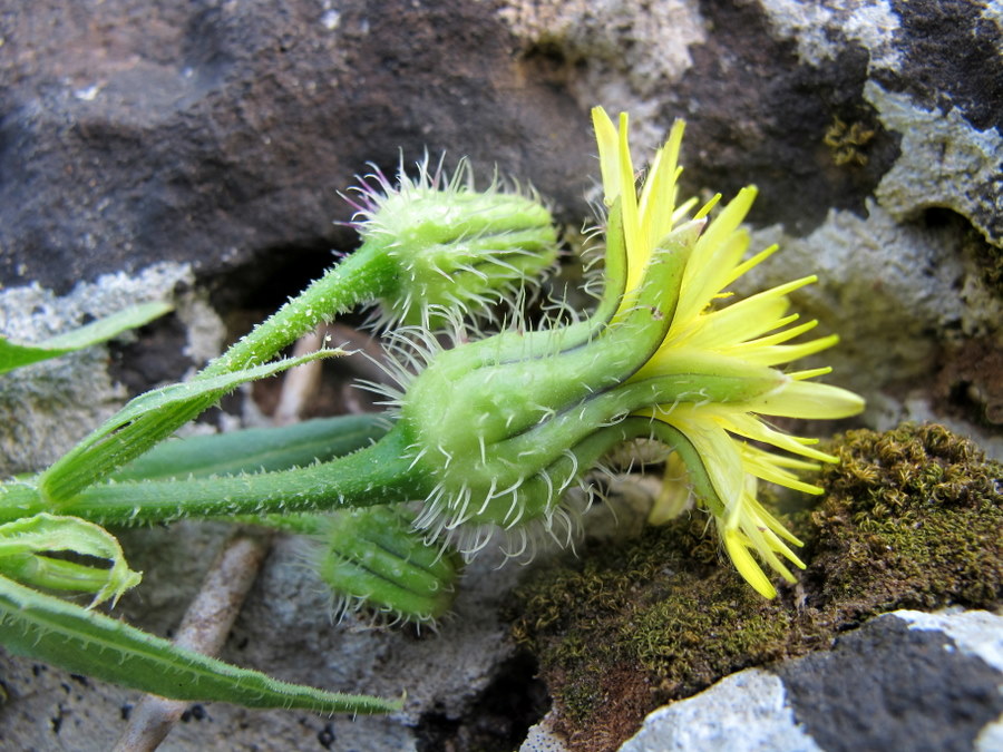 <i>Urospermum picroides</i> (L.) Scop. ex F.W.Schmidt