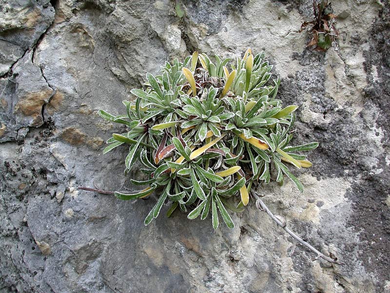 <i>Saxifraga callosa</i> Sm. subsp. <i>callosa</i>