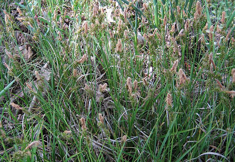 <i>Carex liparocarpos</i> Gaudin subsp. <i>liparocarpos</i>