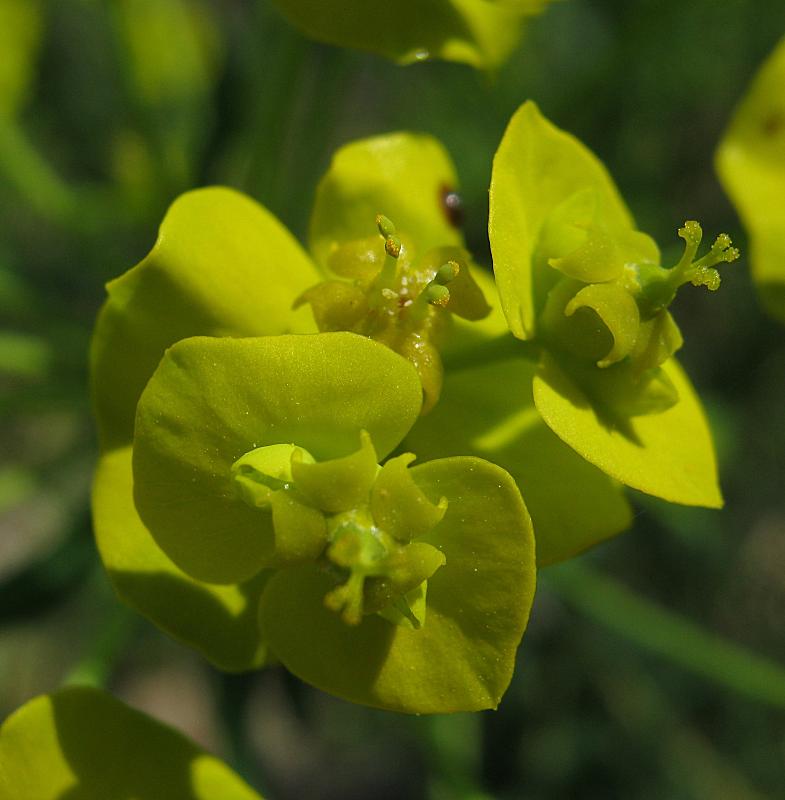 Euphorbia cyparissias {F 1659}