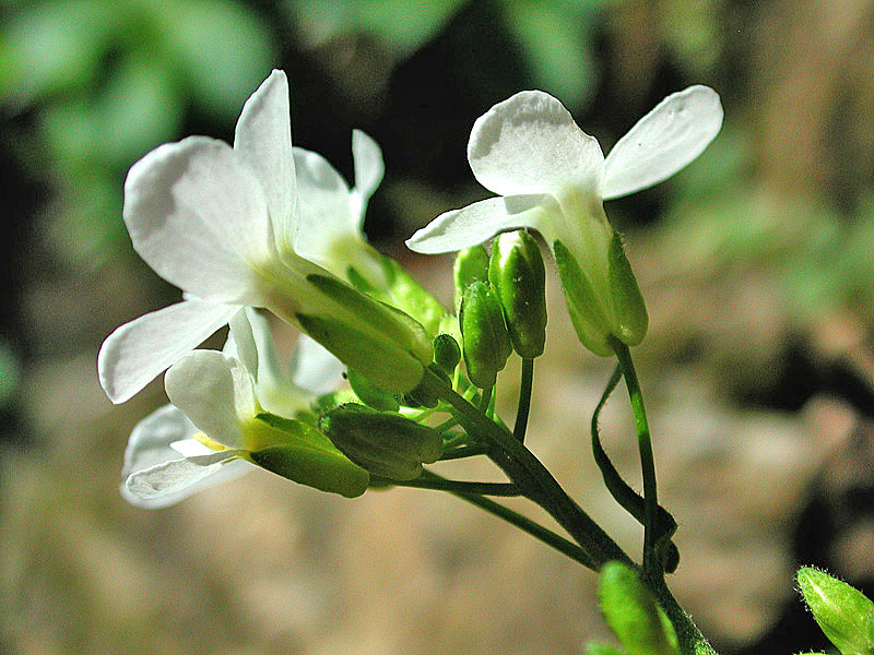 Arabis alpina ssp. caucasica_133.jpg