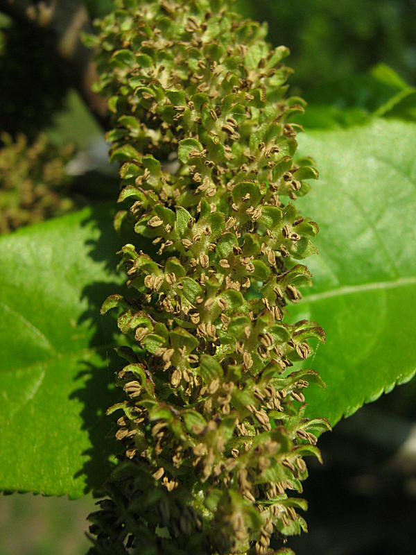 <i>Pterocarya fraxinifolia</i> (Lam.) Spach