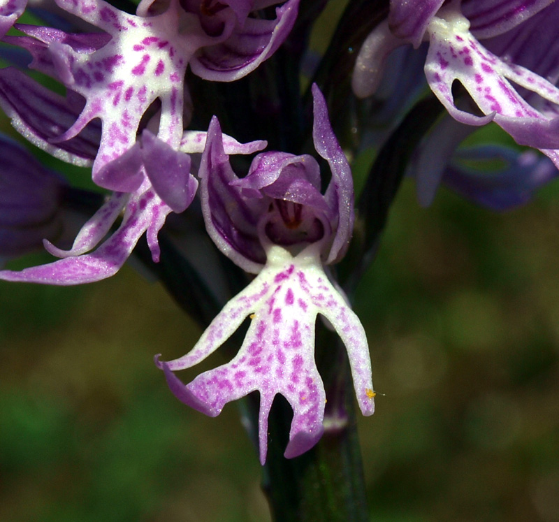 <i>Orchis italica</i> Poir.