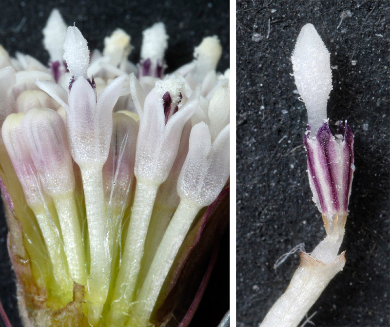 <i>Petasites hybridus</i> (L.) G.Gaertn., B.Mey. & Scherb. subsp. <i>hybridus</i>