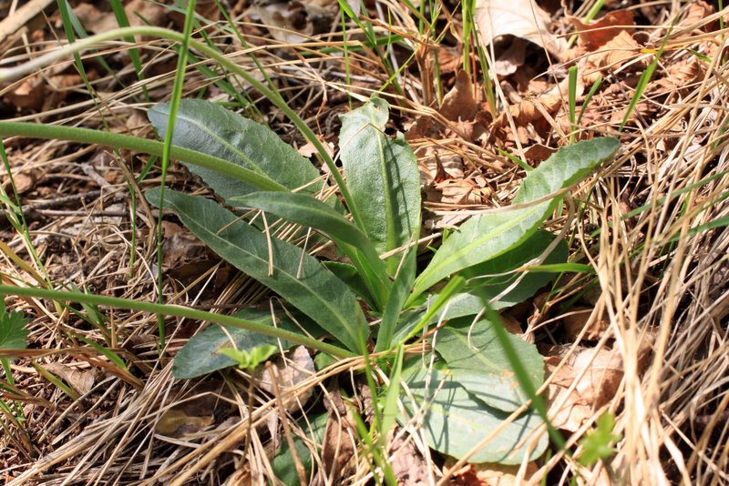 <i>Crepis froelichiana</i> DC. ex Froel.