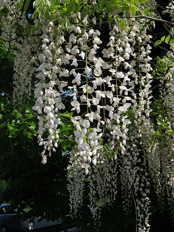 <i>Wisteria floribunda</i> (Willd.) DC.