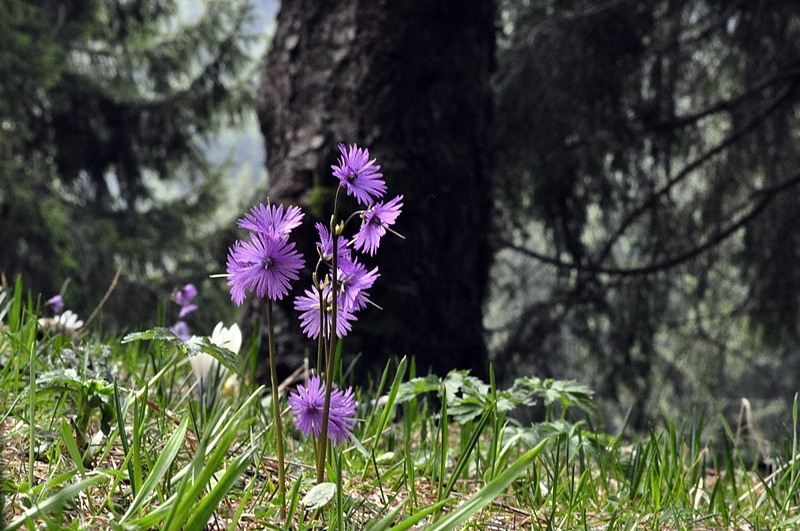 <i>Soldanella alpina</i> L. subsp. <i>alpina</i>