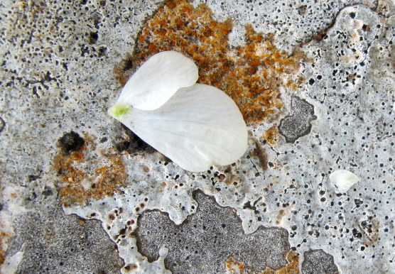 Tordylium officinale L. - Apiaceae - Tordilio officinale (11).jpg