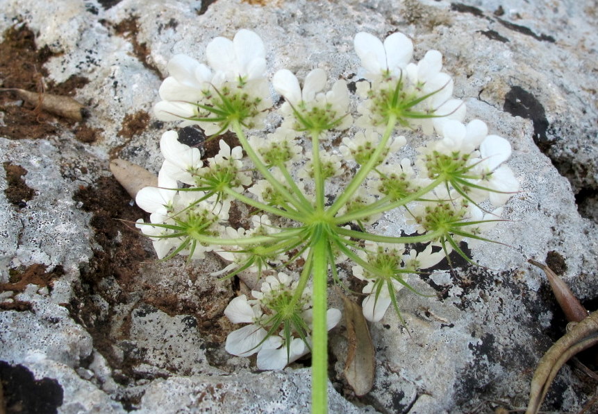 Tordylium officinale L. - Apiaceae - Tordilio officinale (9).jpg