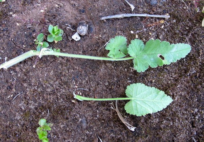 Tordylium officinale L. - Apiaceae - Tordilio officinale (4).jpg