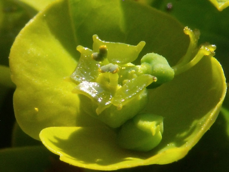 <i>Euphorbia esula</i> L.