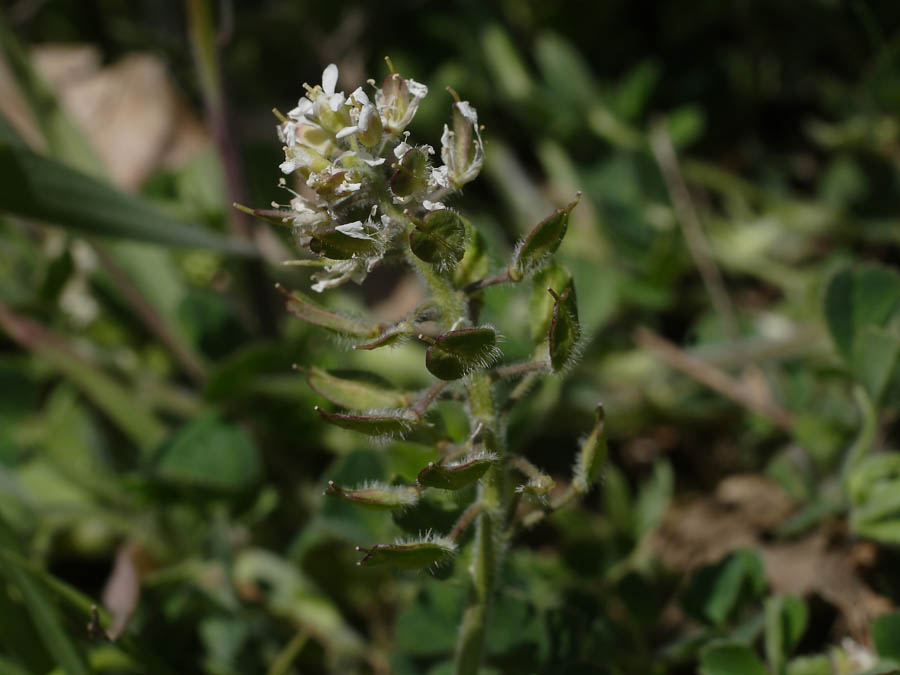 <i>Lepidium hirtum</i> (L.) Sm. subsp. <i>nebrodense</i> (Raf.) Thell.