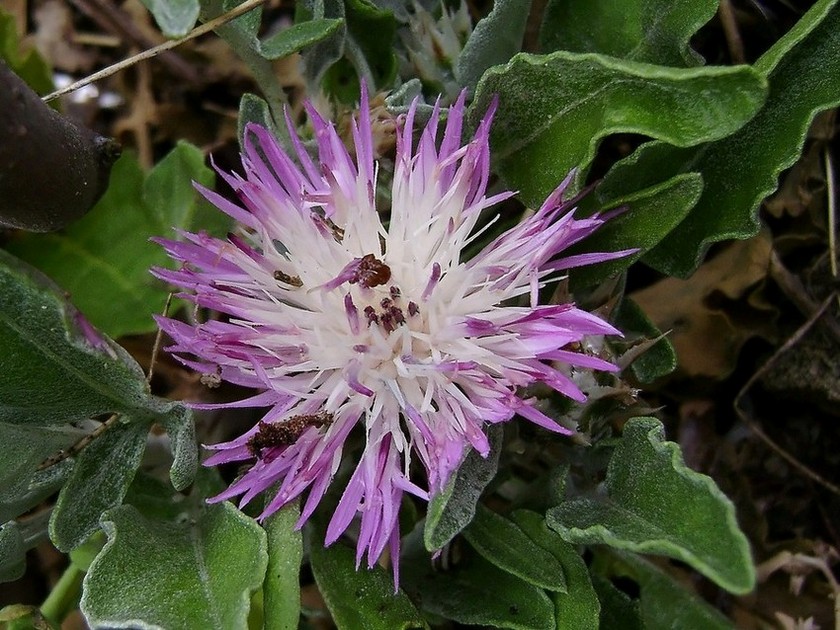 <i>Centaurea pumilio</i> L.