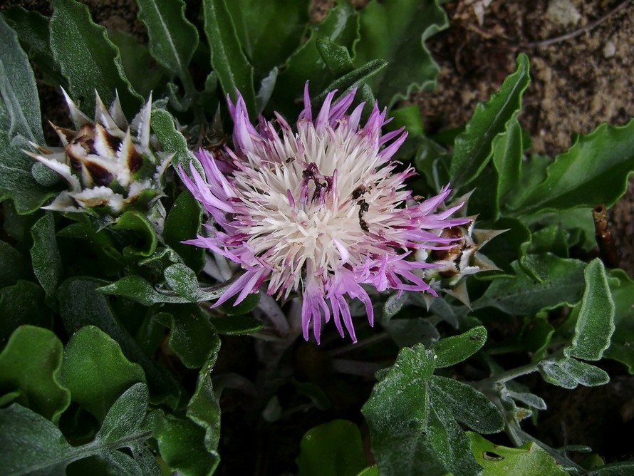 <i>Centaurea pumilio</i> L.
