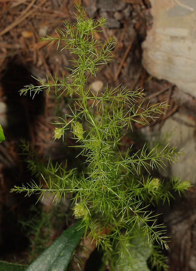 Galle su Asparagus sp.