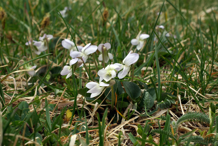 <i>Viola rupestris</i> F.W.Schmidt subsp. <i>rupestris</i>