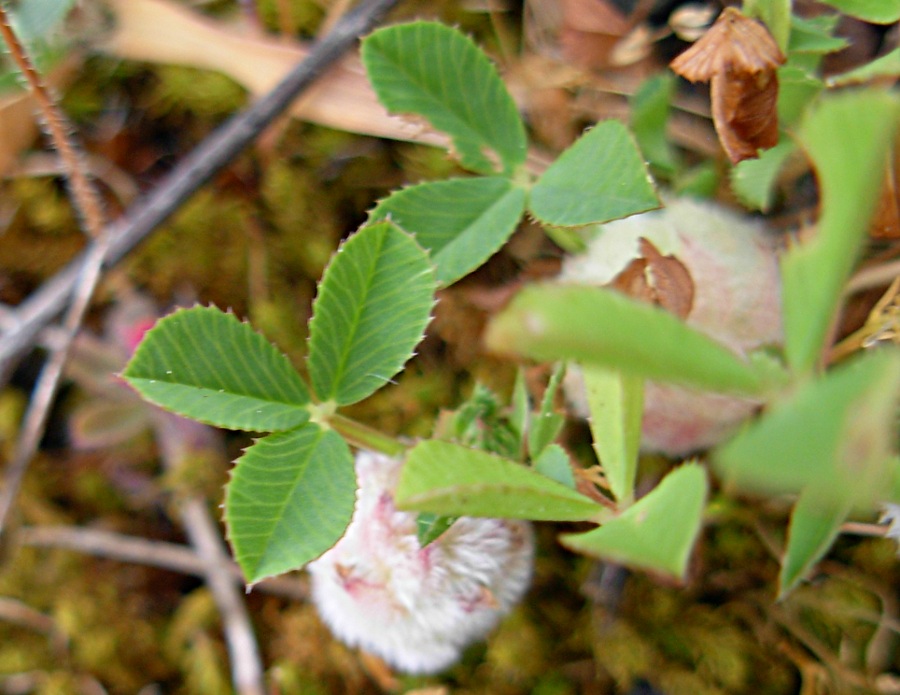 <i>Trifolium tomentosum</i> L.
