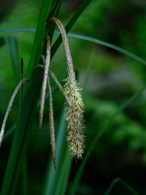 <i>Carex pendula</i> Huds.