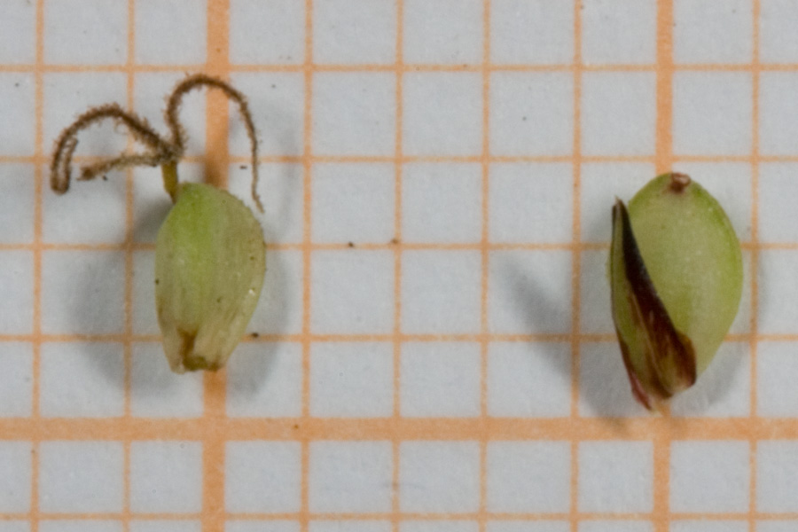 <i>Carex flacca</i> Schreb. subsp. <i>erythrostachys</i> (Hoppe) Holub