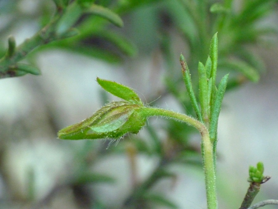 <i>Fumana ericifolia</i> Wallr.