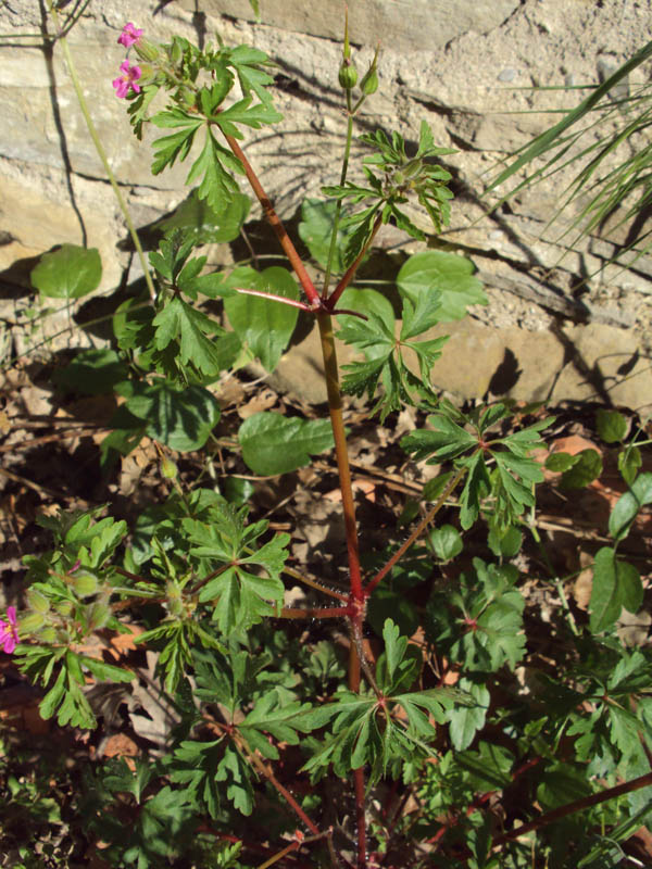 <i>Geranium purpureum</i> Vill.