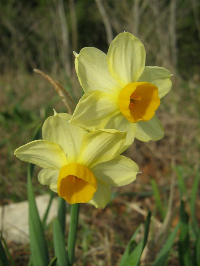 <i>Narcissus tazetta</i> L. subsp. <i>aureus</i> (Haw.) Baker