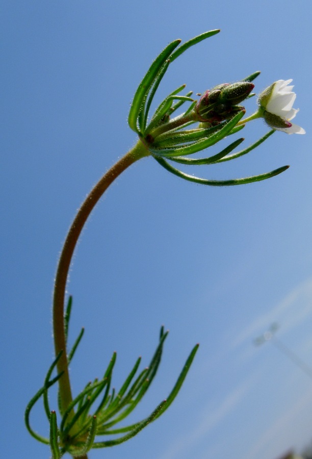 <i>Spergula arvensis</i> L.