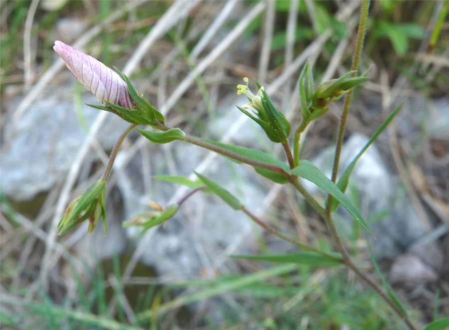<i>Linum suffruticosum</i> L. subsp. <i>appressum</i> (Caball.) Rivas Mart.
