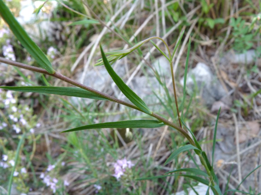 <i>Linum suffruticosum</i> L. subsp. <i>appressum</i> (Caball.) Rivas Mart.