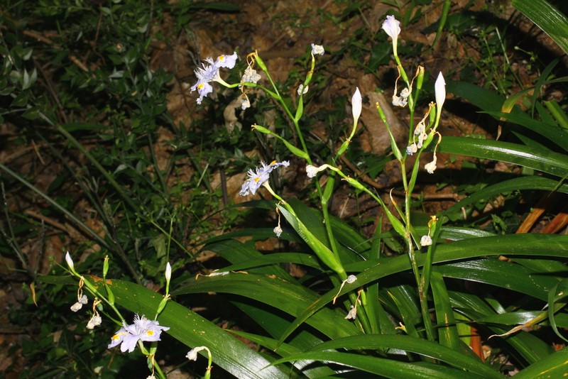<i>Evansia japonica</i> (Thunb.) Klatt