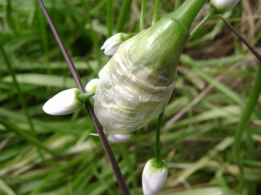Allium neapolitanum Cirillo  (11).JPG