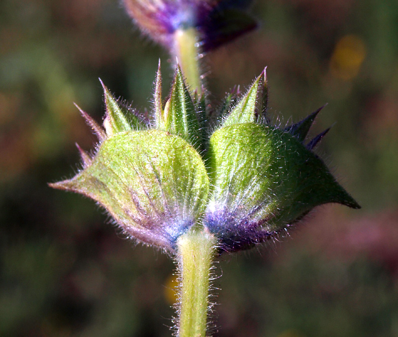 <i>Salvia argentea</i> L.