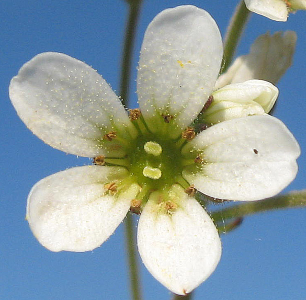 <i>Saxifraga carpetana</i> Boiss. & Reut. subsp. <i>graeca</i> (Boiss. & Heldr.) D.A.Webb