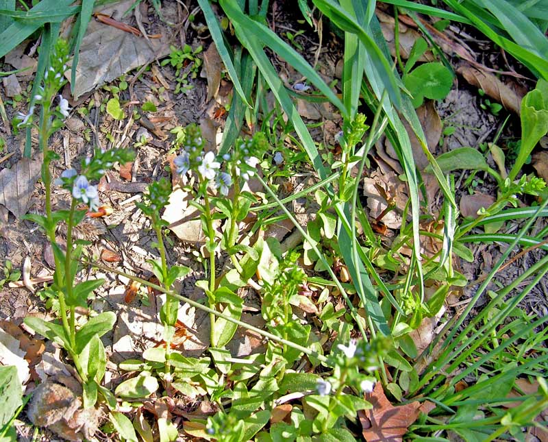 Veronica serpyllifolia L.