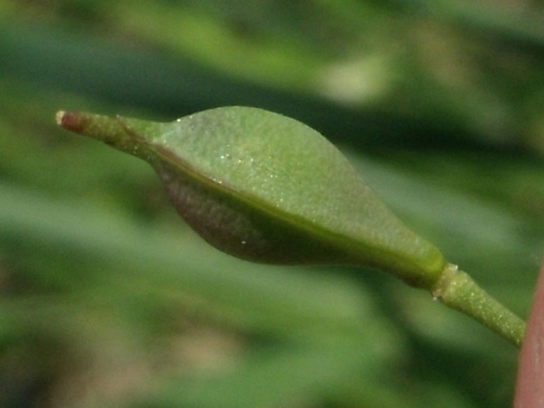 <i>Camelina sativa</i> (L.) Crantz subsp. <i>sativa</i>