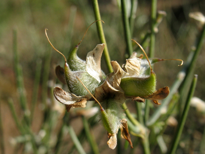 <i>Genista tyrrhena</i> Vals. subsp. <i>pontiana</i> Brullo & De Marco