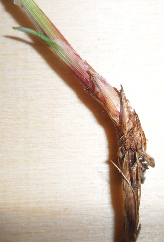 Carex3.jpg