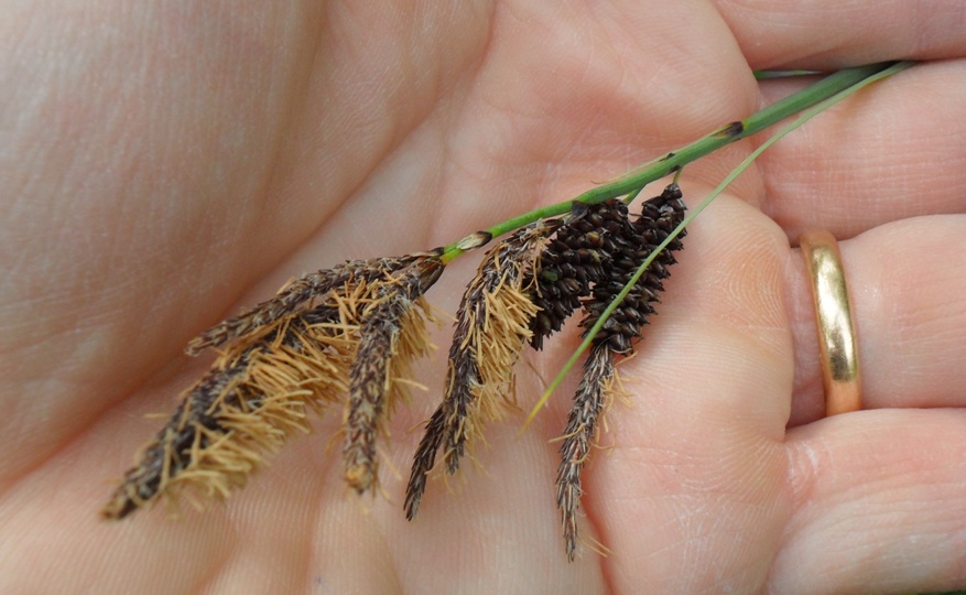 Carex6.jpg