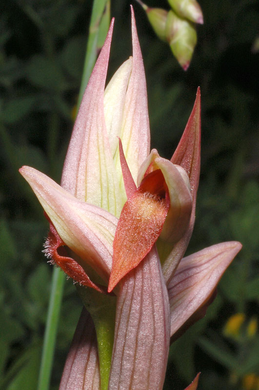 06 Serapias parviflora.jpg