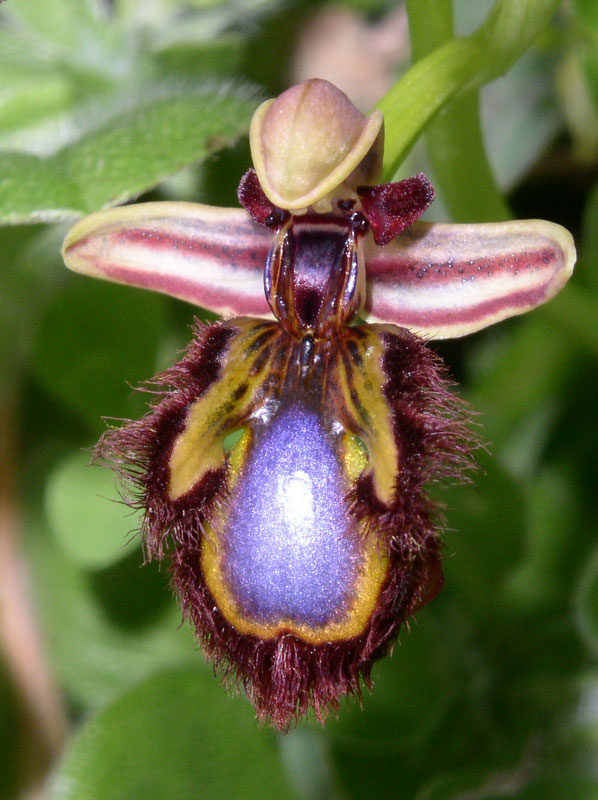 13 Ophrys speculum.jpg