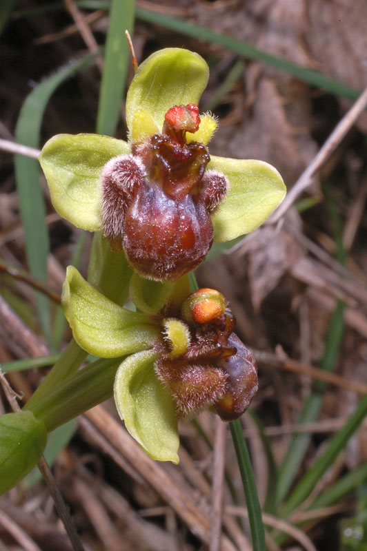 14 Ophrys bombyliflora.jpg