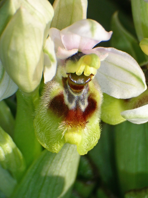 15 Ophrys tenthredinifera.jpg