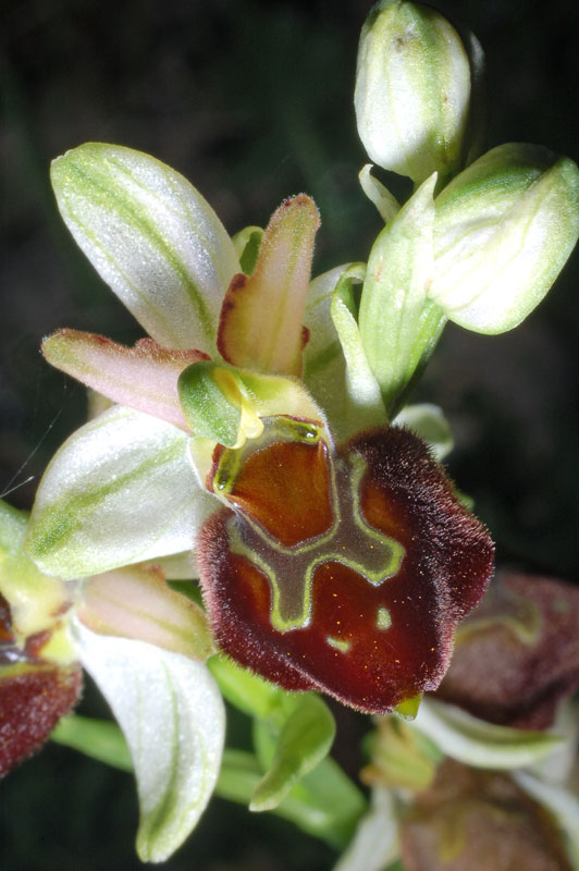 18 Ophrys morisii.jpg