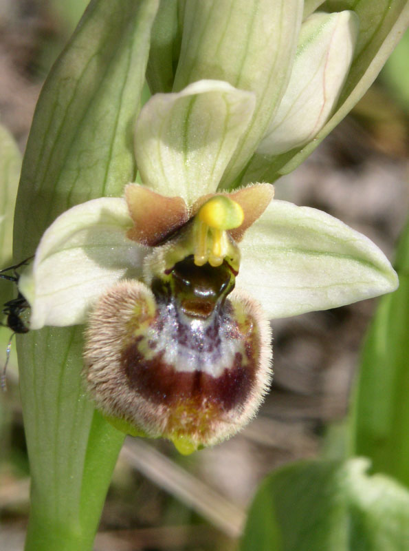 22 Ophrys xsommieri.jpg