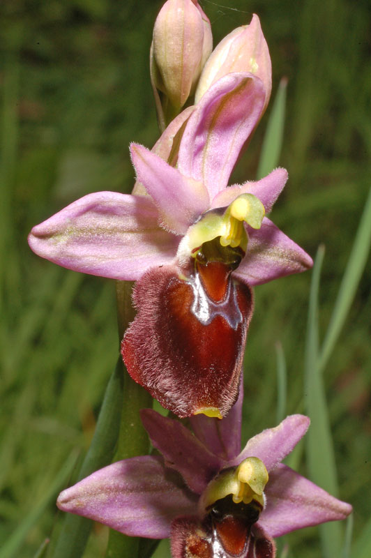 23 Ophrys xlaconensis.jpg